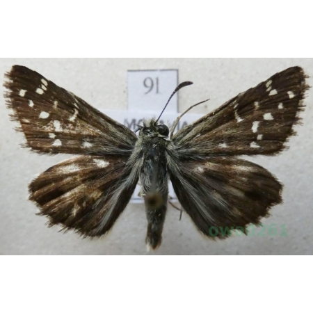 Pyrgus alveus Hübner, 1803 Powszelatek alweus Czech9l